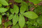 Beaked agrimony